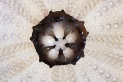 Lanterne d'Aristote et ses 5 dents (face inférieure de l'Oursin Psammechinus miliaris)